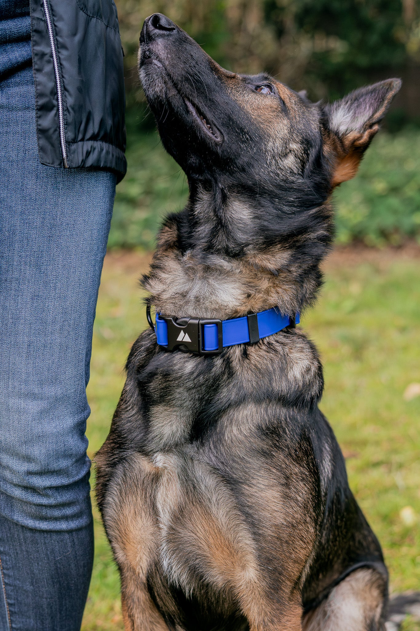 ECO Adjustable BioThane Dog Collar on a dog during outdoor training.