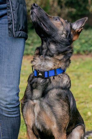 ECO Adjustable BioThane Dog Collar on a dog during outdoor training.