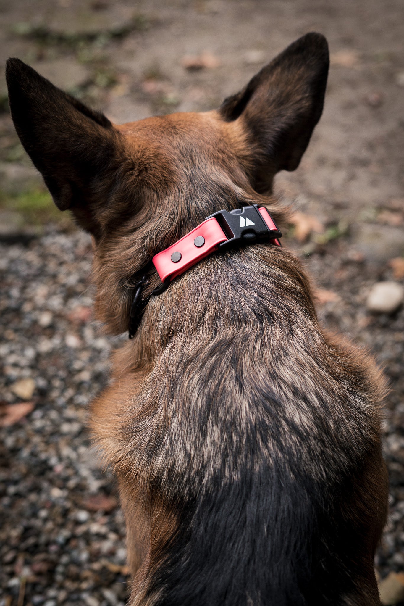 ECO 1" Adjustable BioThane Martingale collar on a dog's neck, showcasing comfort and control.