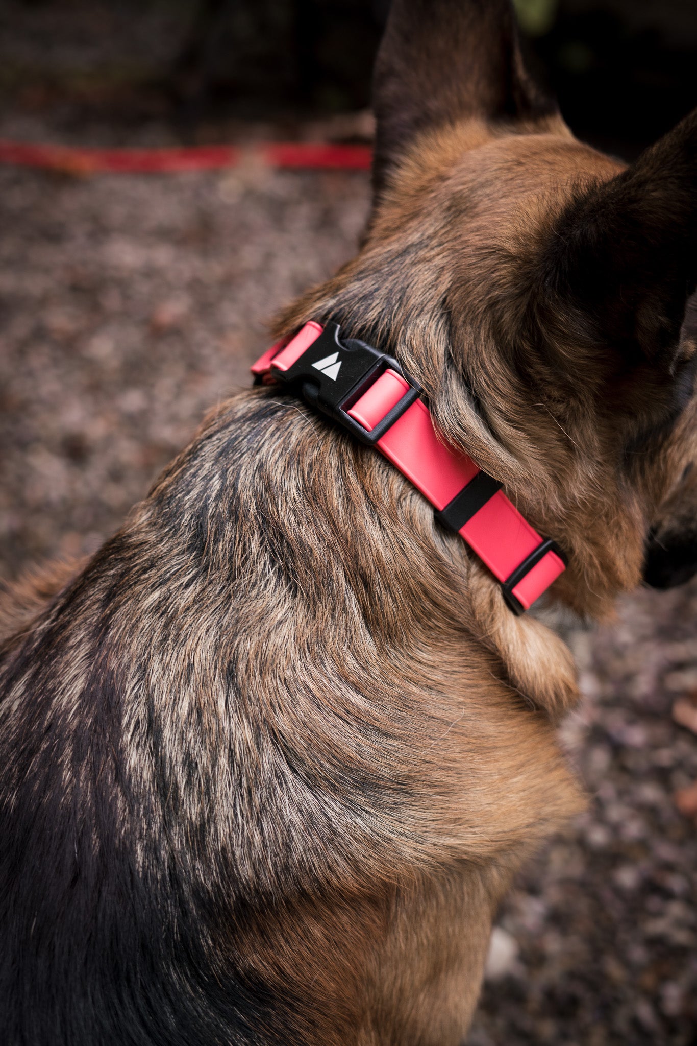 ECO 1" Adjustable BioThane Martingale displayed on a dog's neck in a natural outdoor setting.