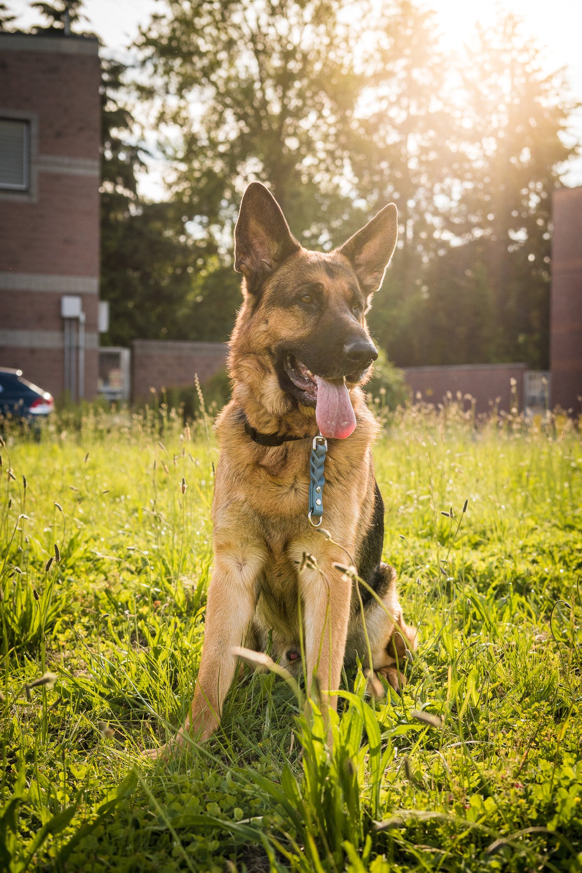 Reactive dog walking gear from Bolder K9