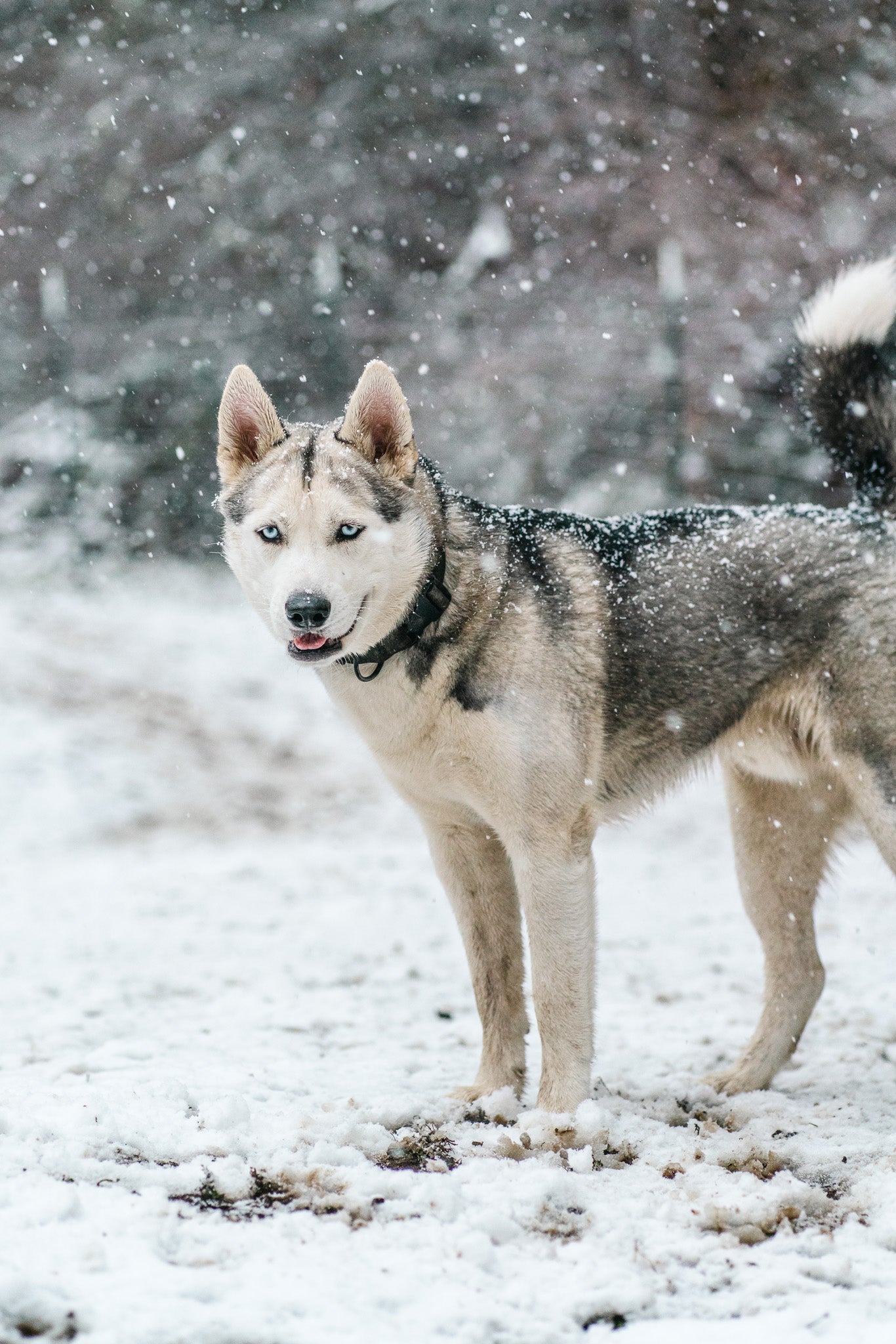 husky in the snow in washington
