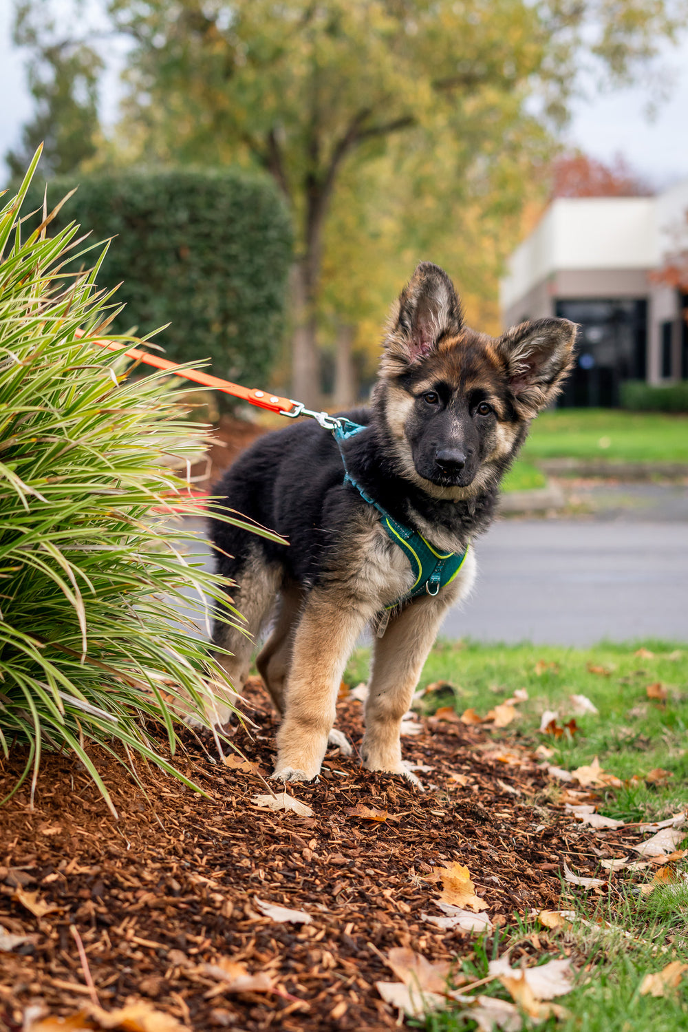 Handmade dog leash and collar gear built for daily use