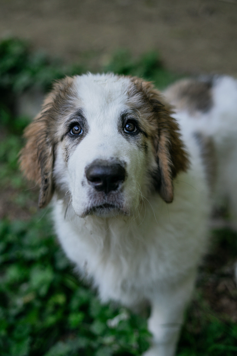 Puppy collar leash and long line setup