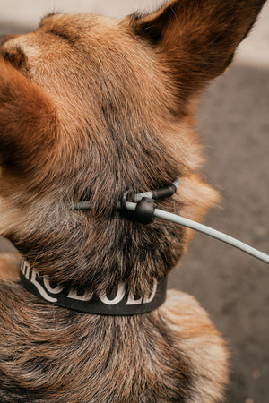 Close-up of a dog's neck showing a BioThane slip lead and a stylish collar, highlighting comfort and functionality.