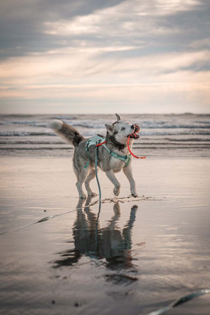Recommended Bolder K9 dog gear