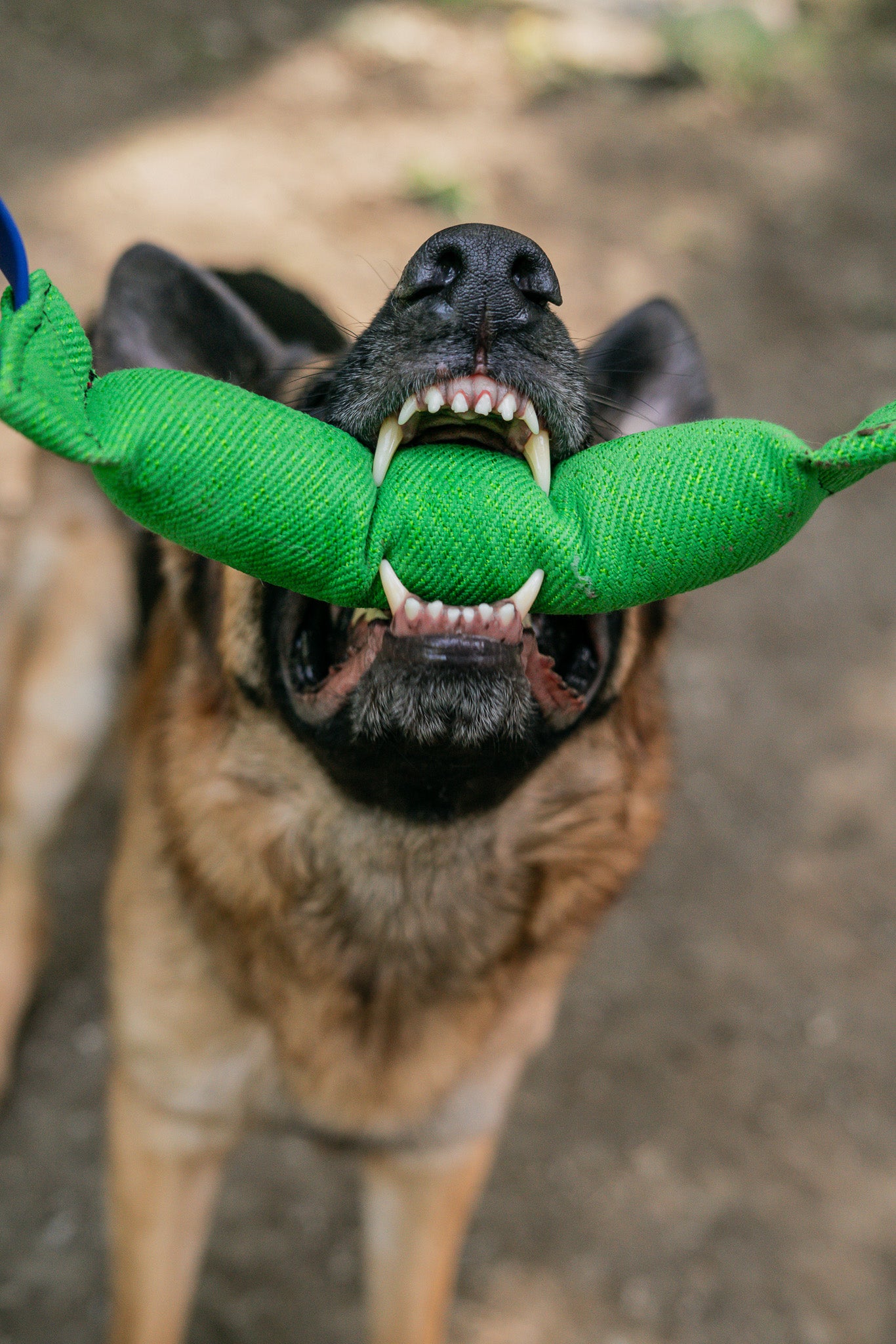 German Shepherd playing with green bite tug toy, showcasing strong teeth and enthusiasm in outdoor setting.