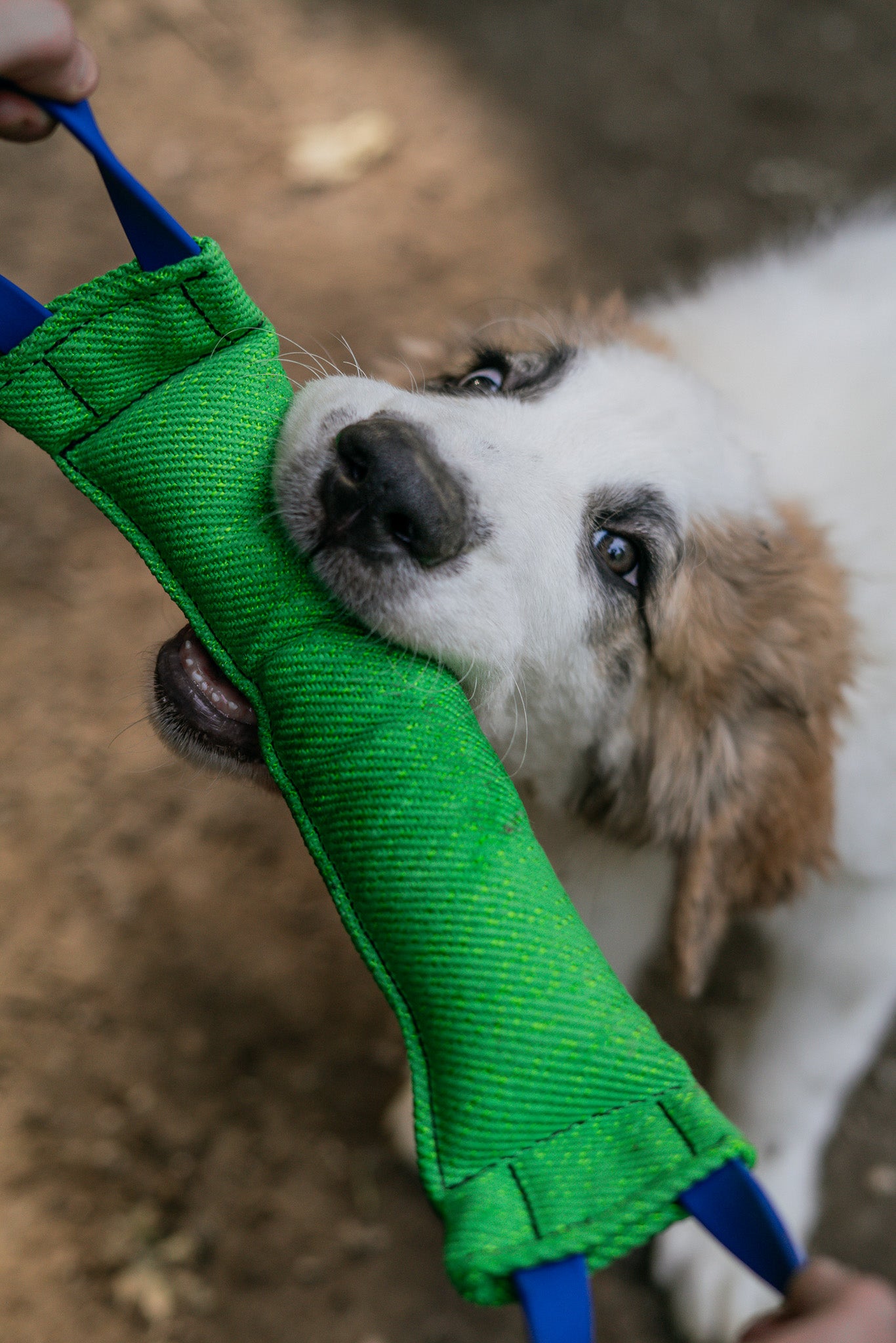 Puppy tugging on a green reinforced bite tug toy with BioThane handles, perfect for training and play.