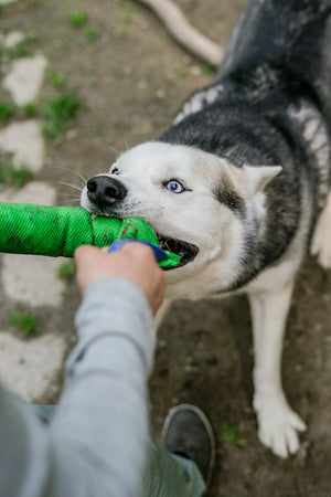 Husky dog playing tug-of-war with a green reinforced bite tug designed for training and rewards.