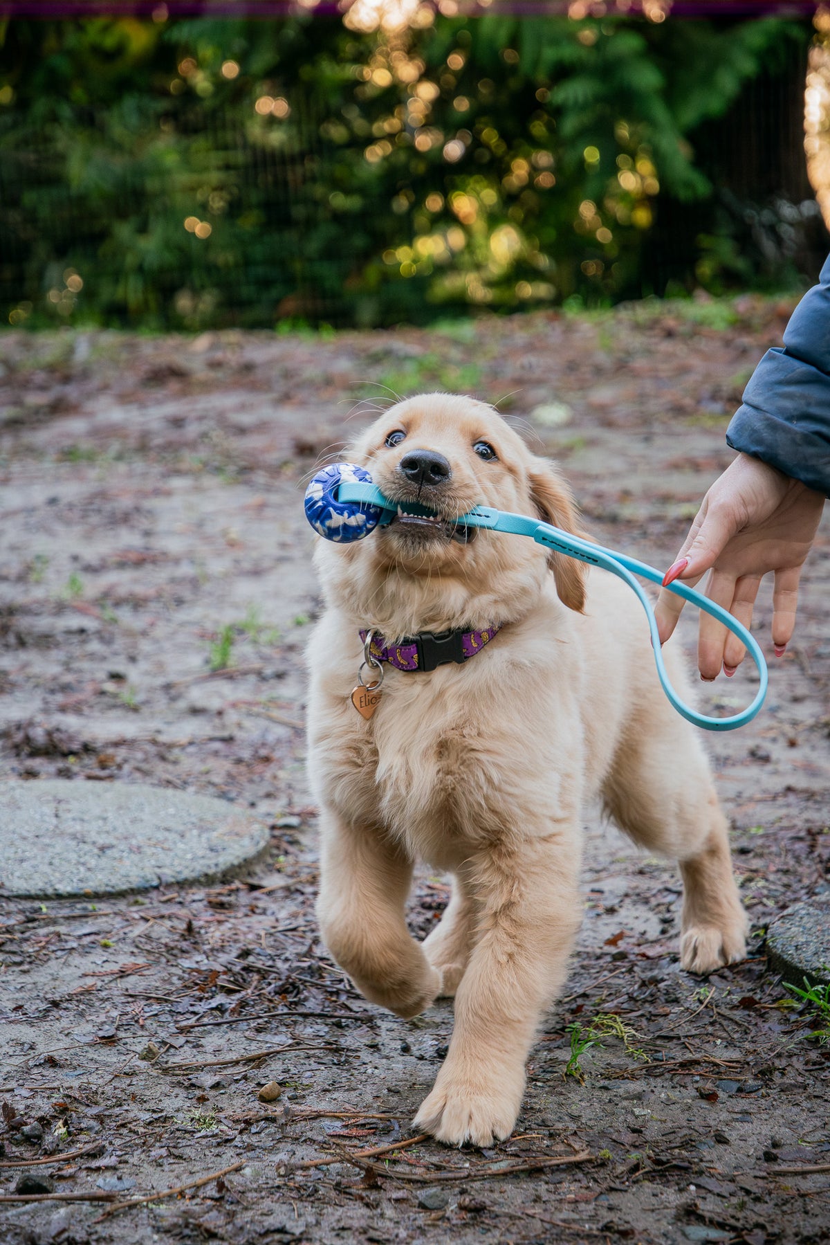 Handler rewarding a dog with a tug toy during training