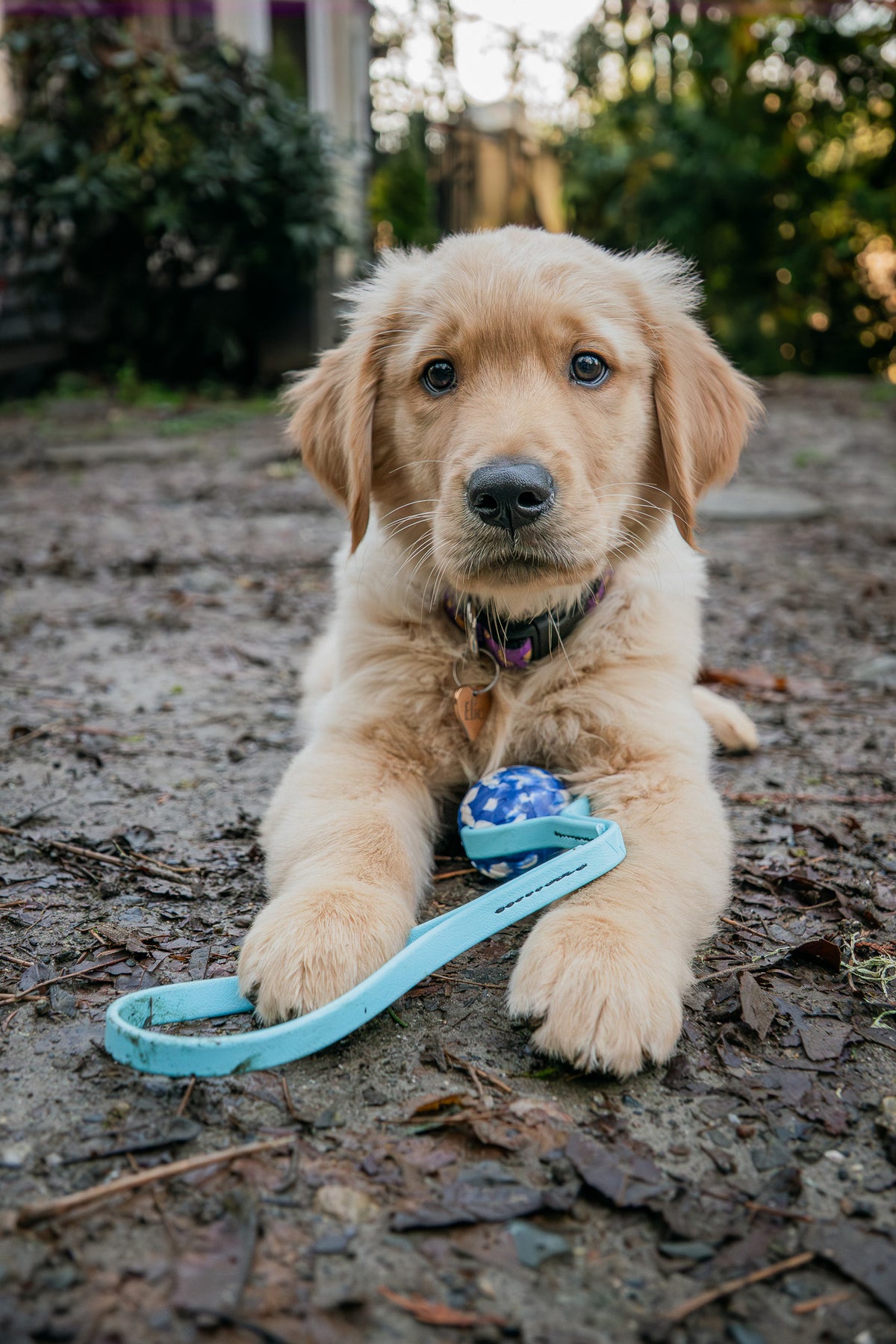 New puppy wearing rugged everyday training gear