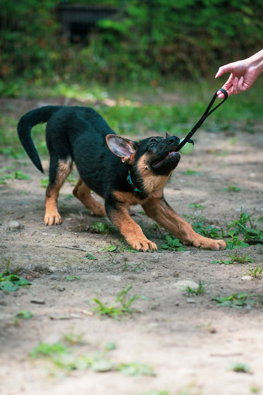 Bolder K9 new puppy gear product recommendation