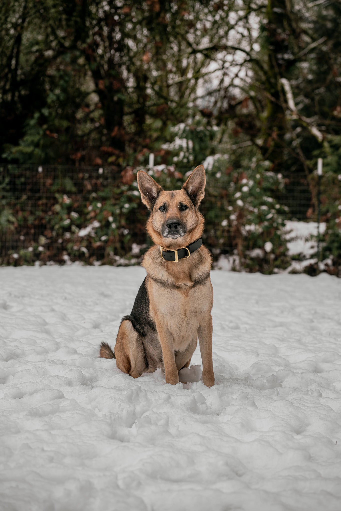 German Shepherd sitting on snow wearing a Voyager Extra Wide BioThane adjustable collar, showcasing durability and style.