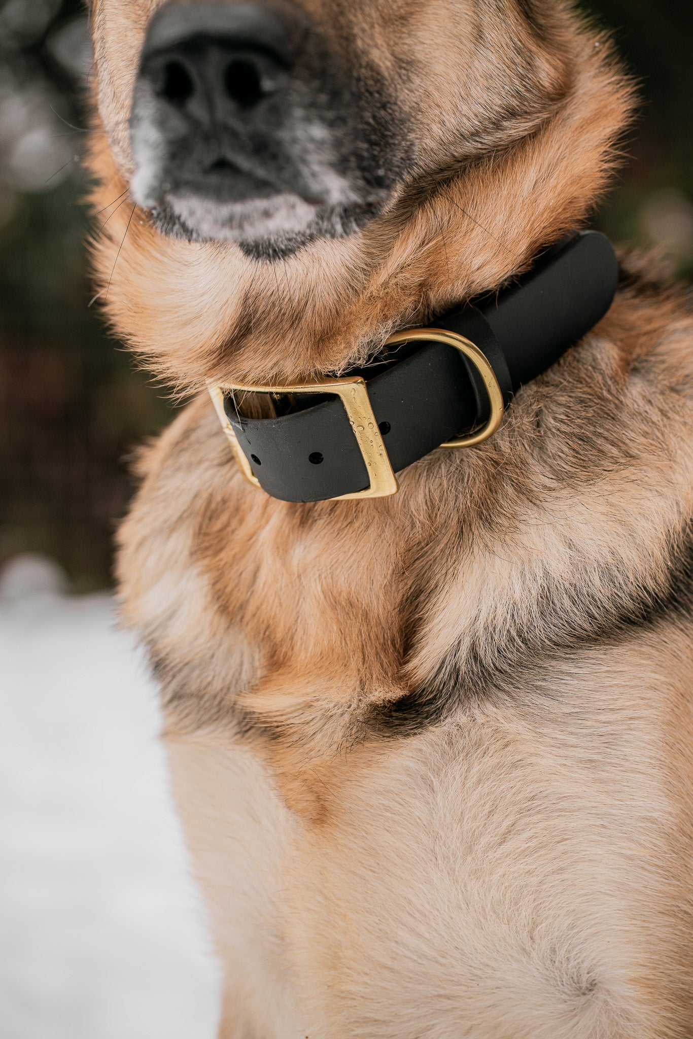 Voyager Extra Wide BioThane 1.5" adjustable dog collar on a dog's neck, featuring durable hardware and a sleek design.