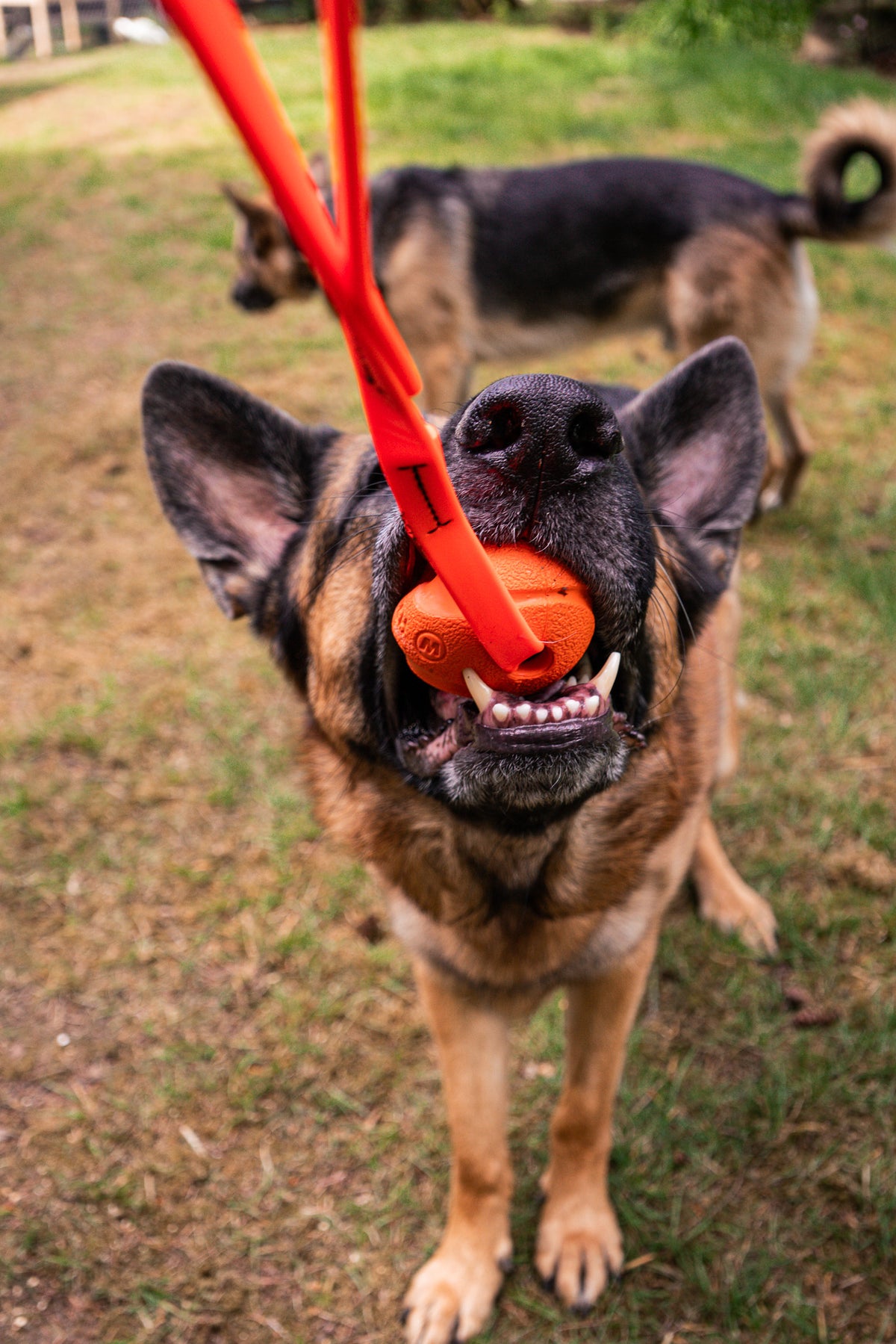 Handler rewarding a dog after a successful scent search