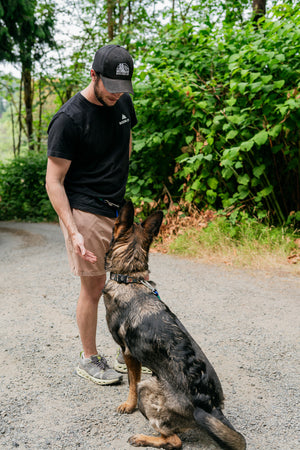 A man training a German Shepherd dog on a gravel path surrounded by greenery.