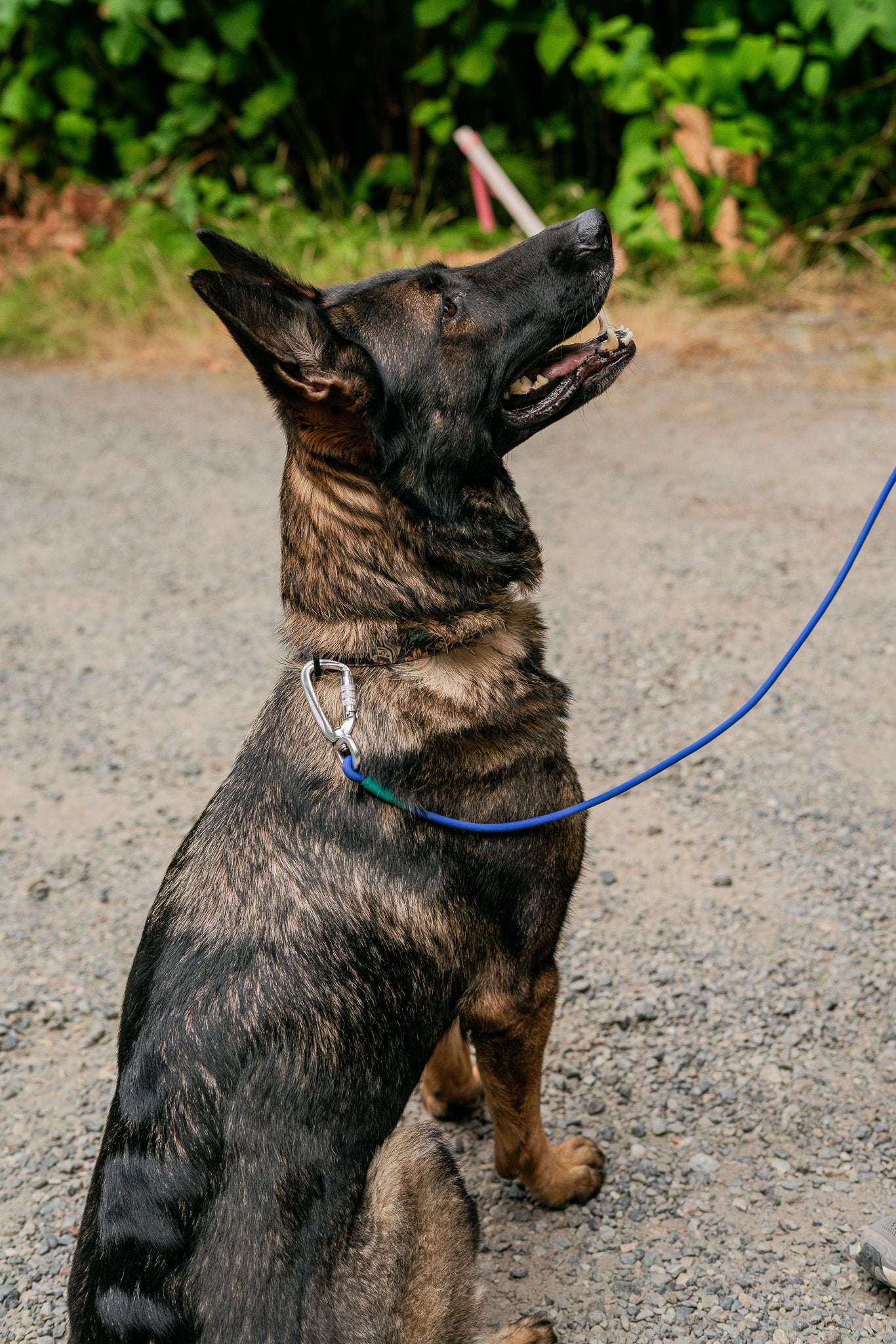 German Shepherd sitting patiently with a blue hands-free BioThane rope leash in a natural outdoor setting.