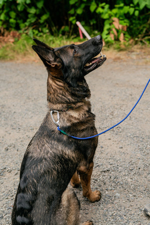 German Shepherd sitting patiently with a blue hands-free BioThane rope leash in a natural outdoor setting.