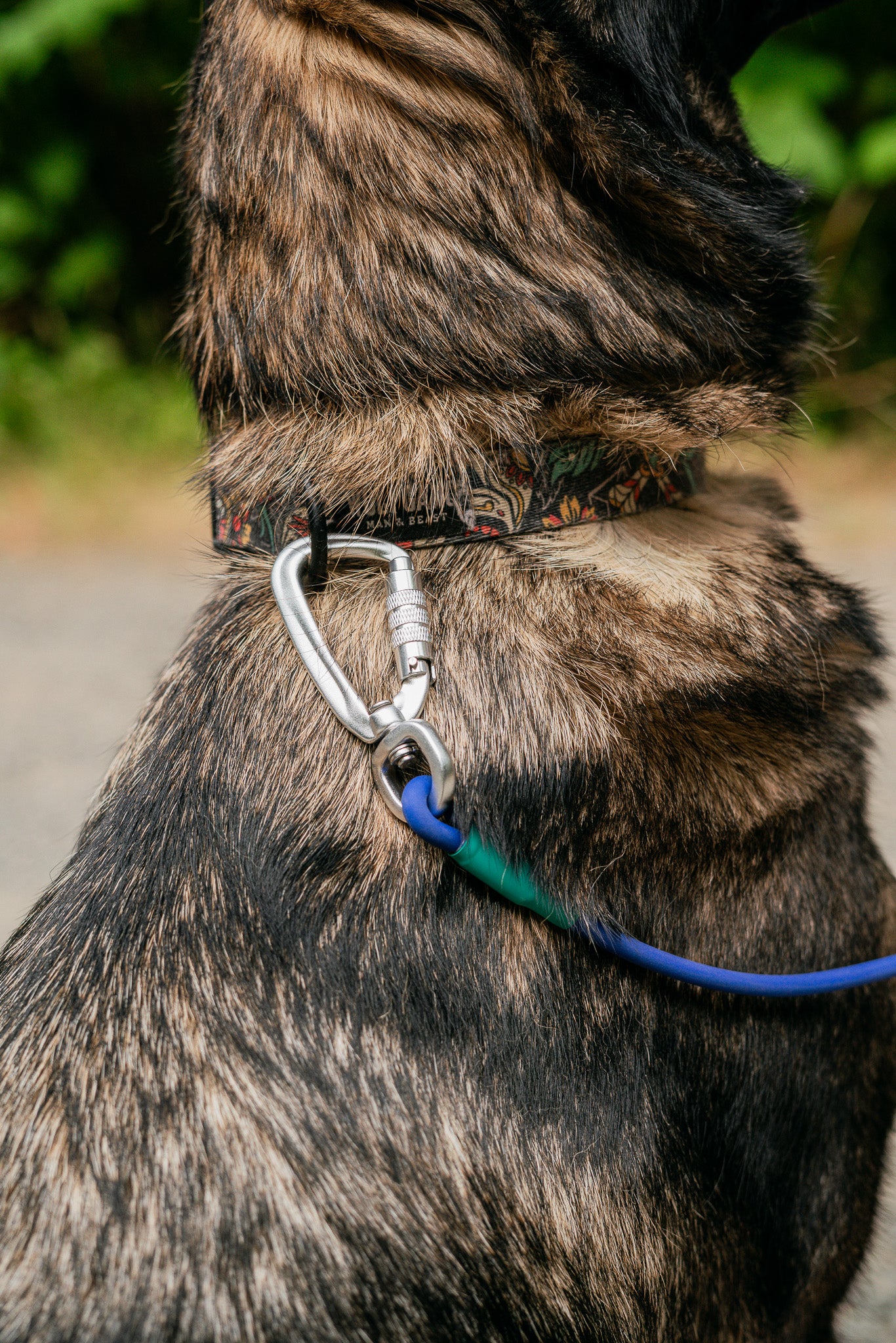 Close-up of a hand-free BioThane rope leash attached to a dog collar in a natural outdoor setting.