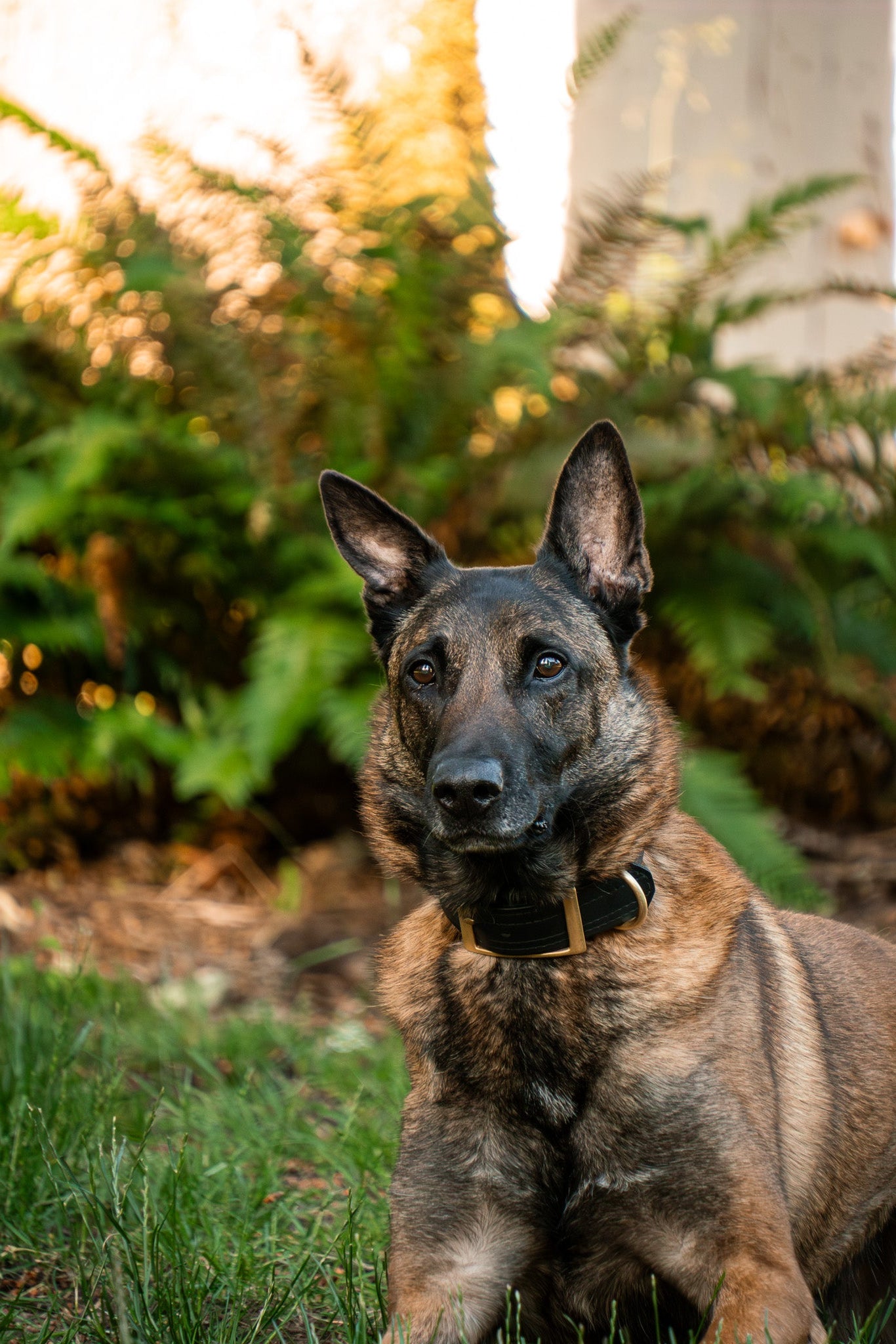 Working dog and handler using durable leash and collar during outdoor training