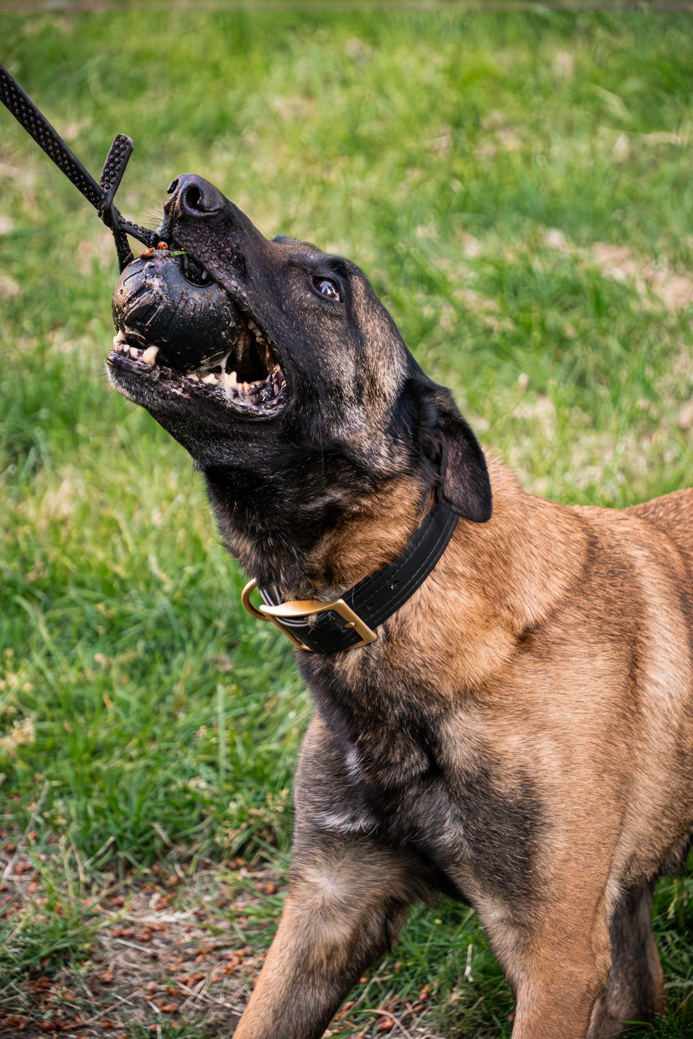 Belgian Malinois wearing durable leash and collar gear