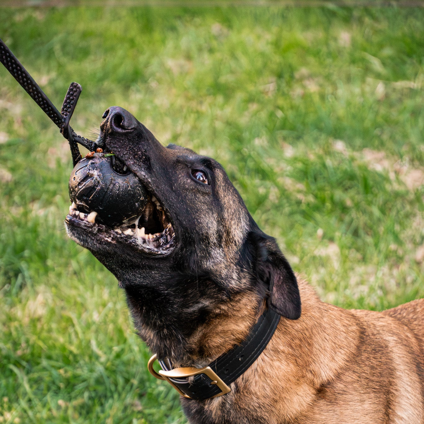 Belgian Malinois wearing durable leash and collar gear
