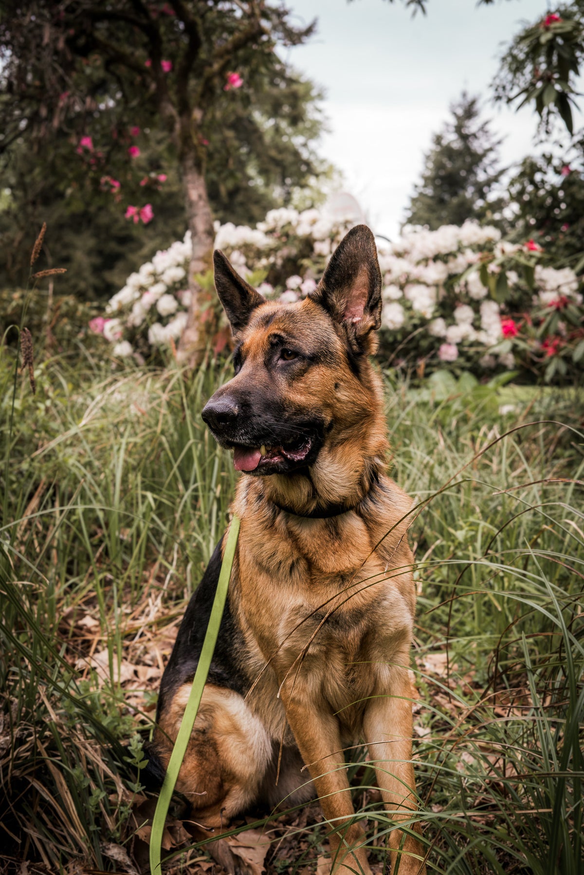 Best Waterproof Dog Leash