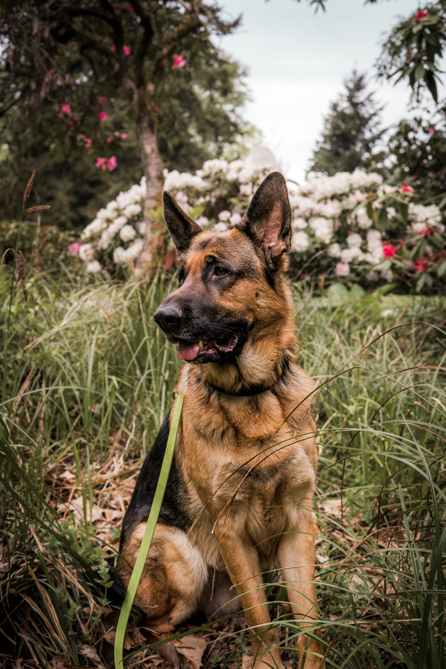 Bolder K9 BioThane leash length guide