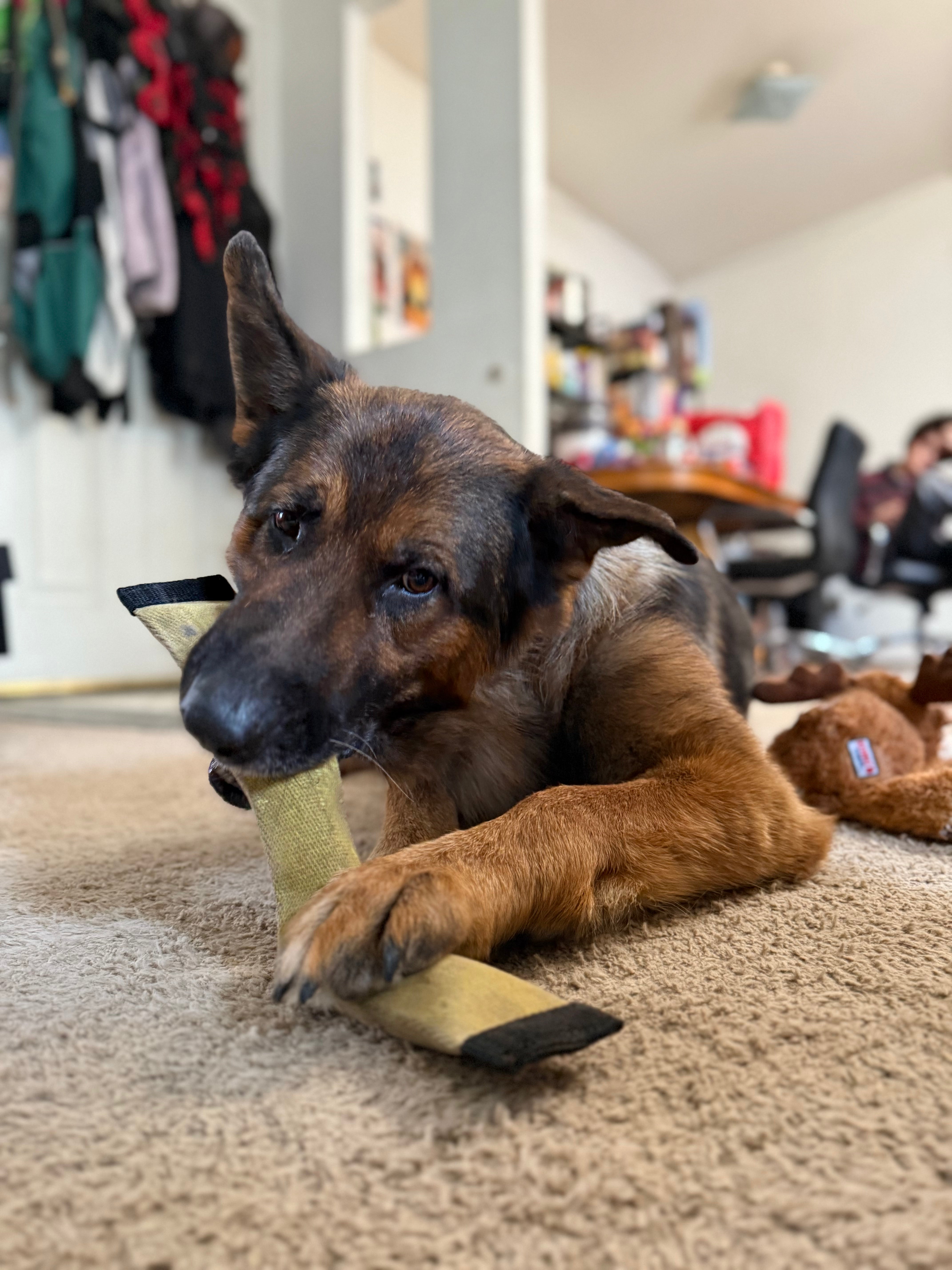 German Shepherd playing with a firehose squeaky snake toy.
