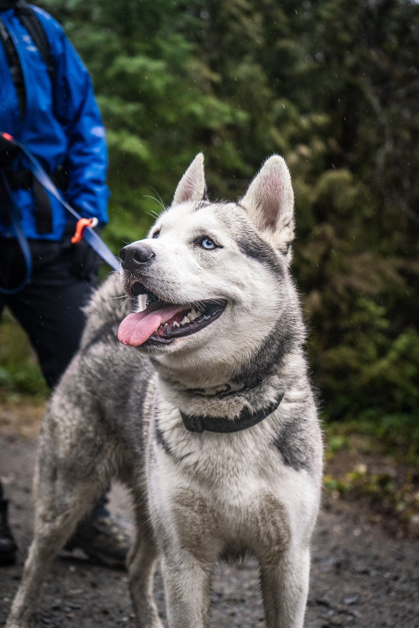 Adopted dog walking with handler on a durable leash and properly fitted collar