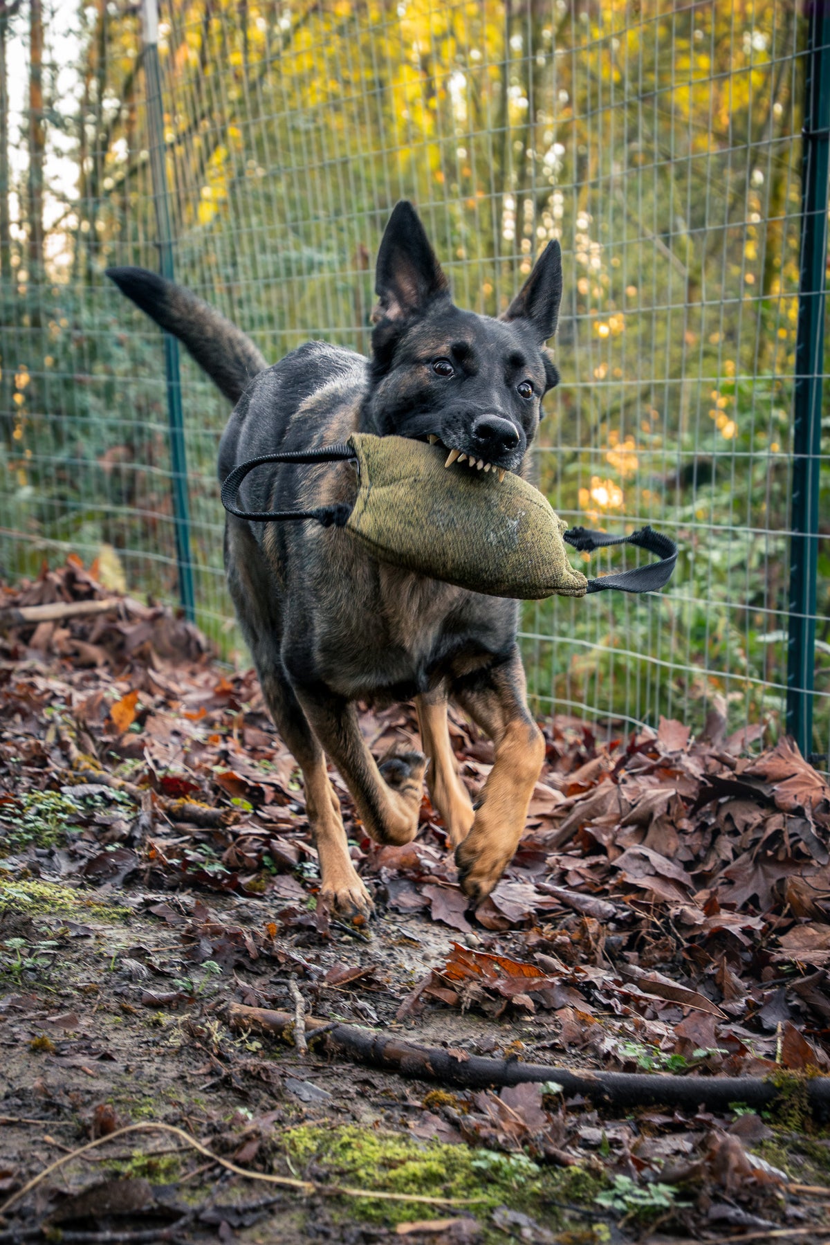 Dog holding a rugged training tug toy