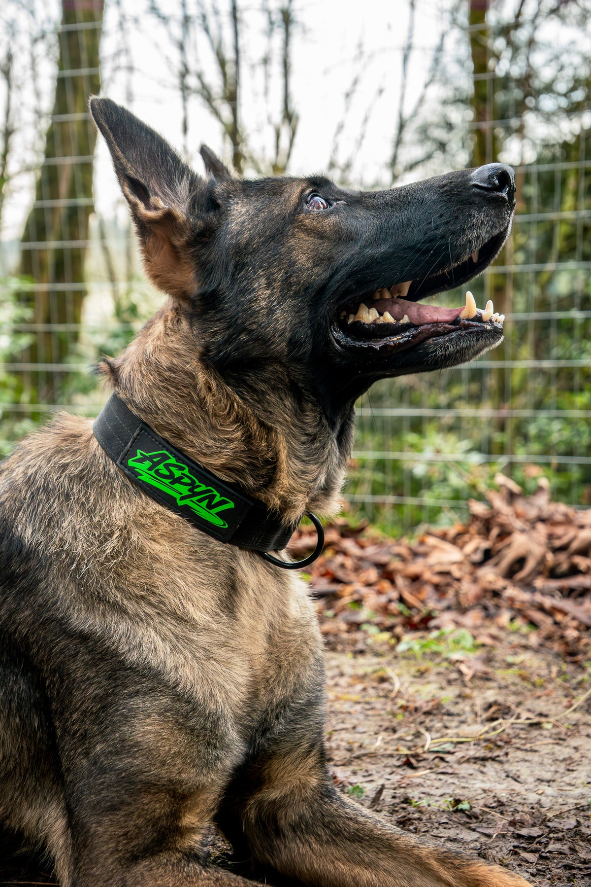 German Shepherd wearing Bolder K9 leash and collar