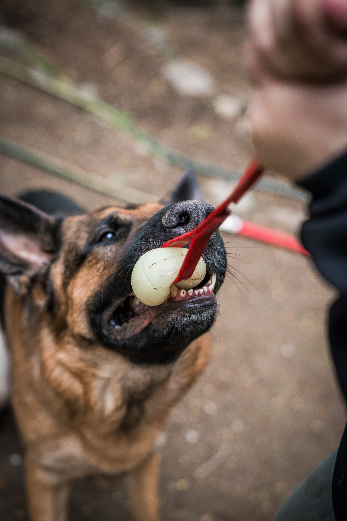 Durable leash and collar gear for German Shepherds
