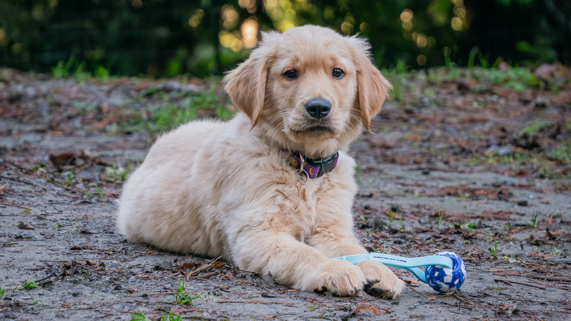 golden retriever puppy laying in a yard with a biothane tug toy