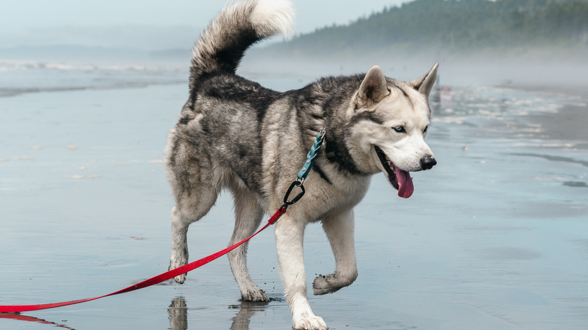 Clean BioThane dog leash and collar gear