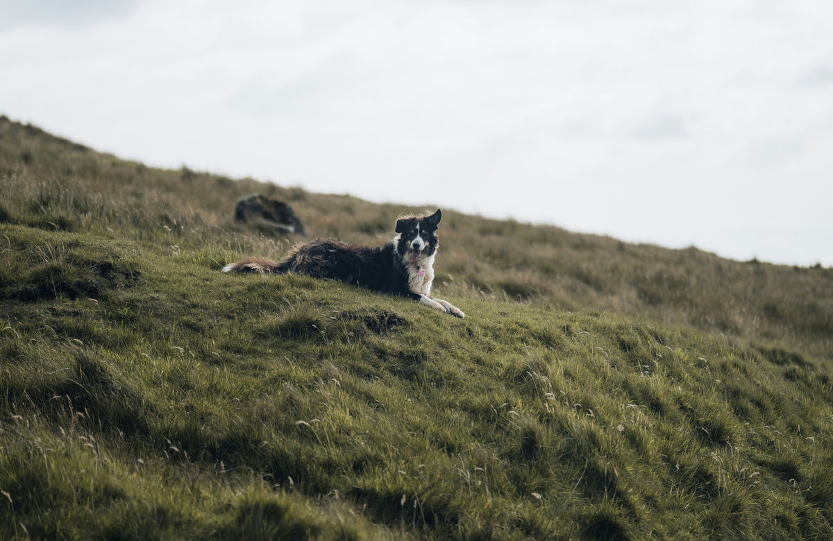Active Border Collie outdoors with a handler and leash