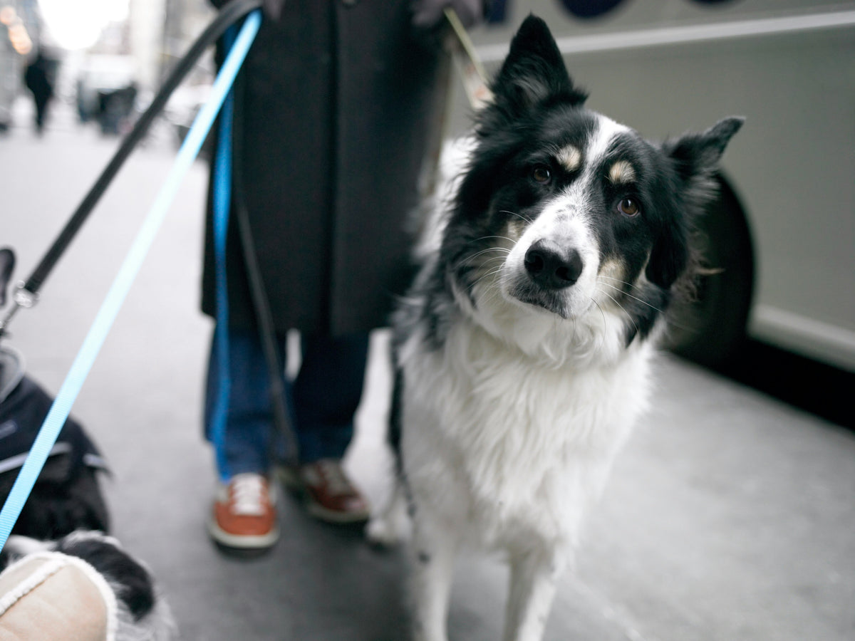 Border Collie walking on a BioThane leash during an outdoor training session