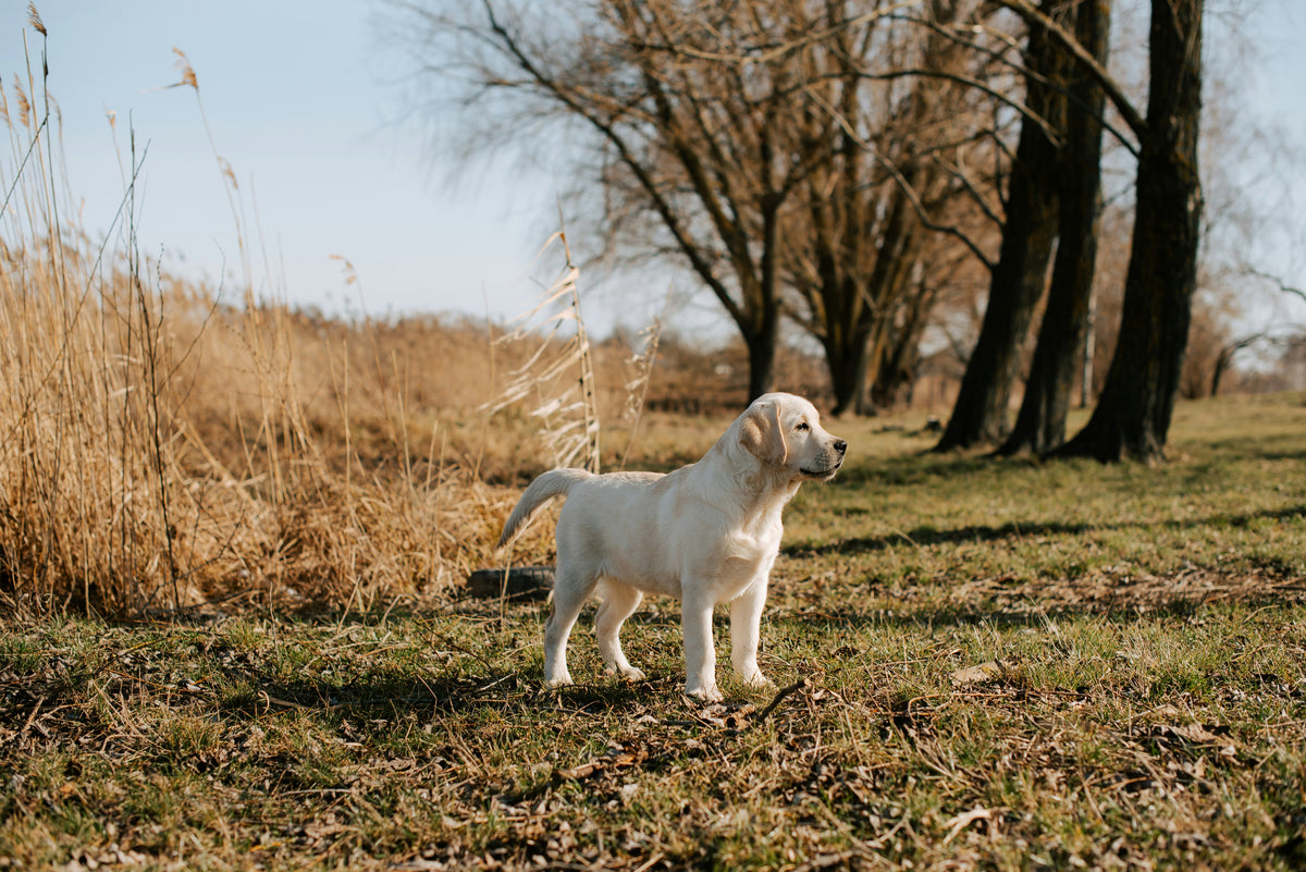 Labrador Retriever puppy learning to walk on leash
