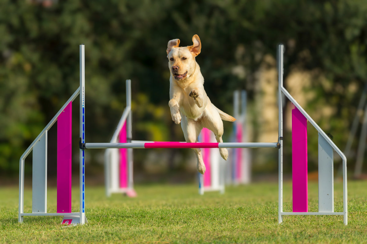 Handler rewarding a dog with a tug toy during agility training