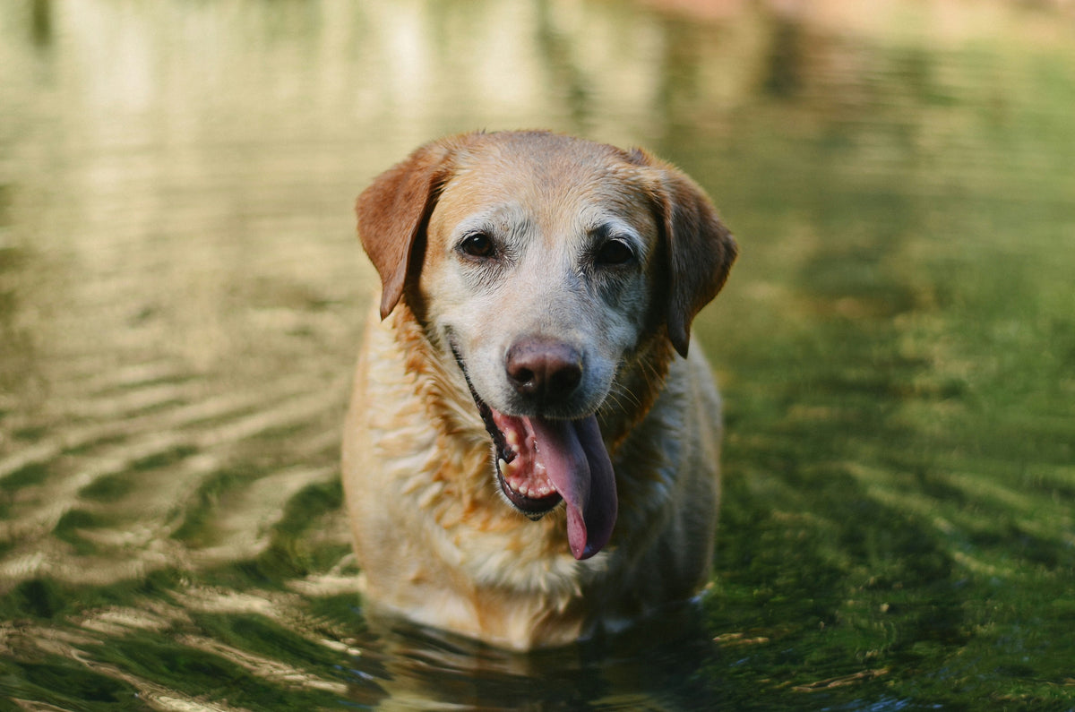 Labrador Retriever using easy-clean gear near water