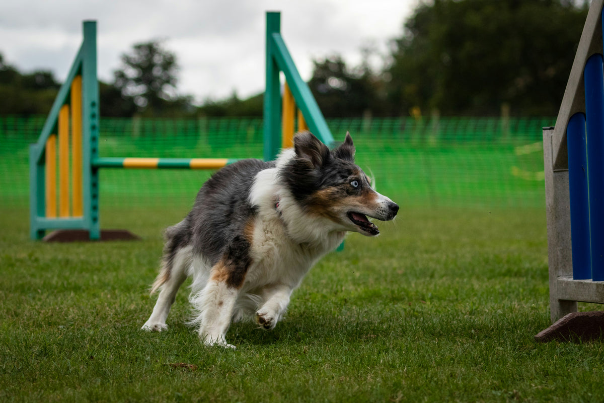 Dog and handler training together on an agility field