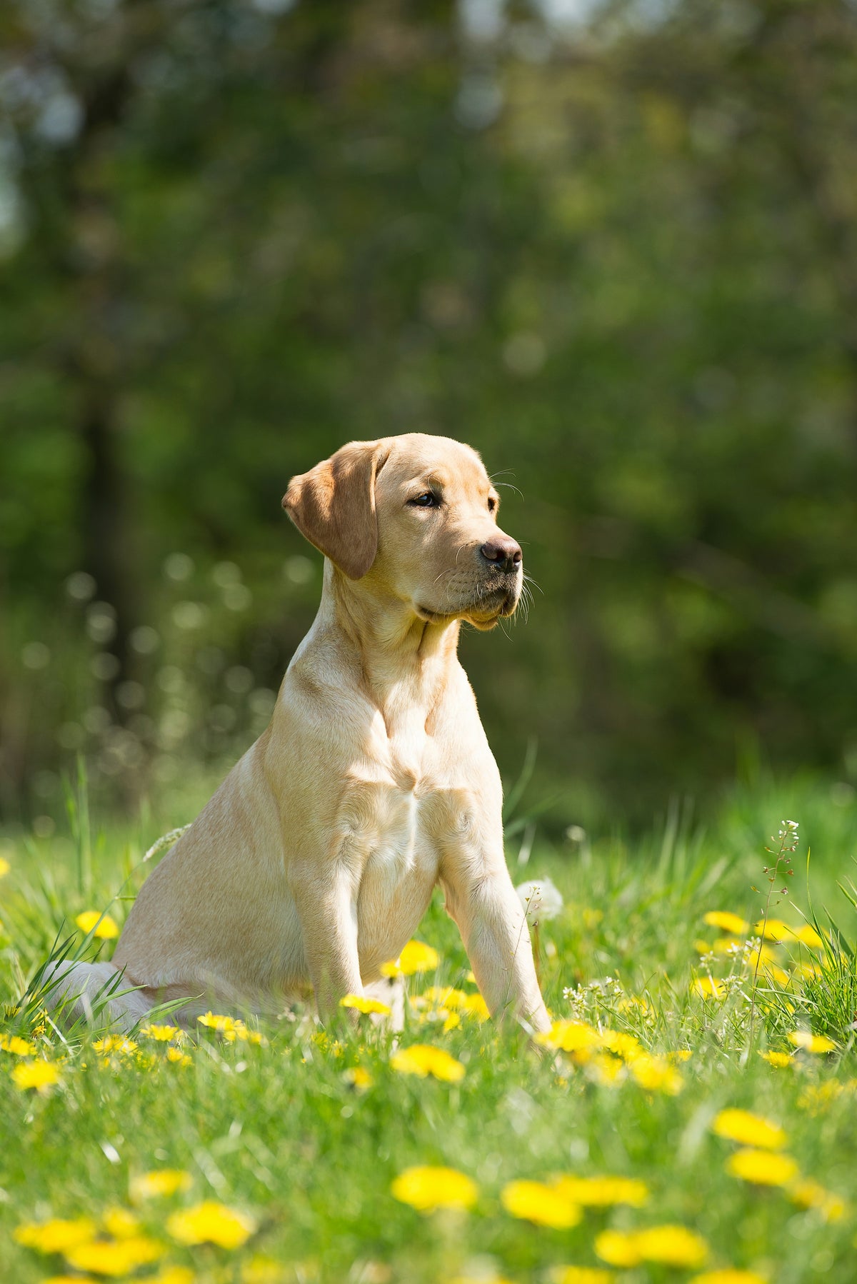 Labrador Retriever wearing outdoor dog gear
