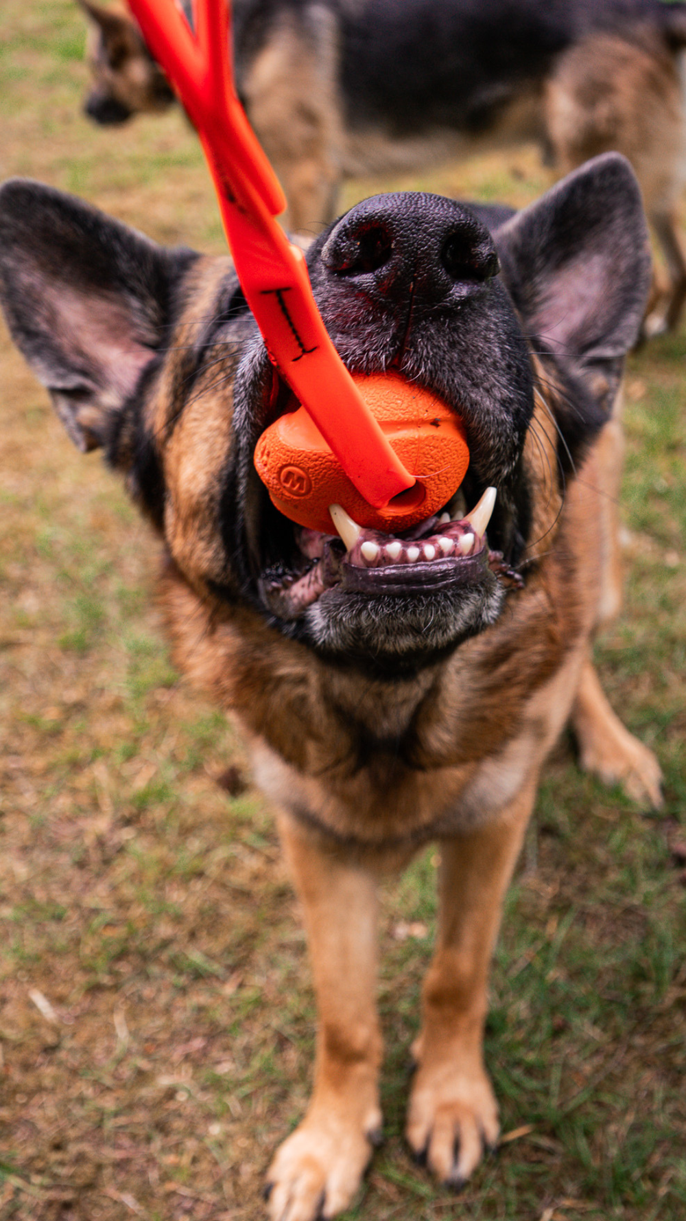 bolder k9 bite tug dog toy